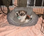 Small Photo #2 Shih Tzu Puppy For Sale in ROGERSVILLE, AL, USA