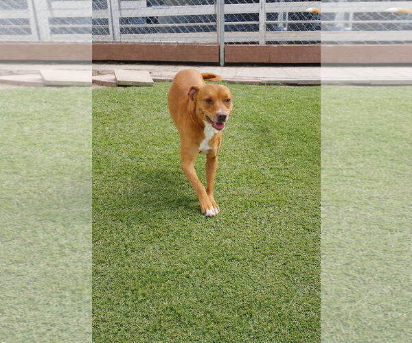 Medium Photo #3 Dachshund-Staffordshire Bull Terrier Mix Puppy For Sale in La Verne, CA, USA