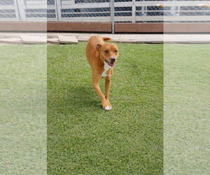 Maya - Female Dachshund-Staffordshire Bull Terrier Mix Dog for Adoption - Photo #3