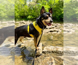 Chris - Male Mutt Dog for Adoption - Photo #3