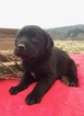 Small Photo #11 Labrottie Puppy For Sale in PORT ROYAL, PA, USA