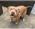 Small #2 American Pit Bull Terrier-American Staffordshire Terrier Mix