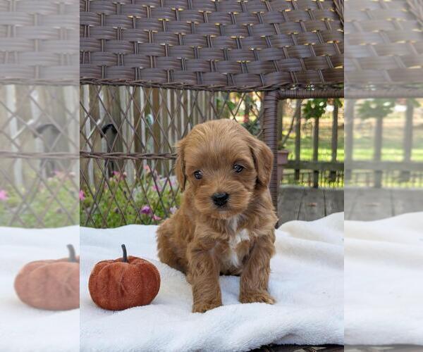 Medium Photo #27 Cock-A-Poo-Poodle (Miniature) Mix Puppy For Sale in SALEM, MO, USA