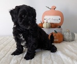 Small #1 ShihPoo