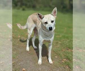 Darla 26/616 - Female Mutt Dog for Adoption - Photo #6