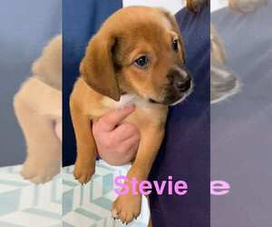 Chipin Dogs for adoption in Sheboygan, WI, USA