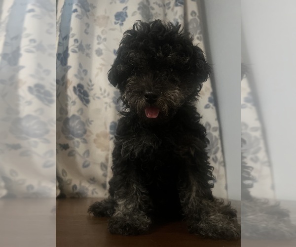 Medium Photo #19 Poodle (Miniature) Puppy For Sale in DURHAM, CT, USA