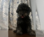 Small #18 Poodle (Miniature)
