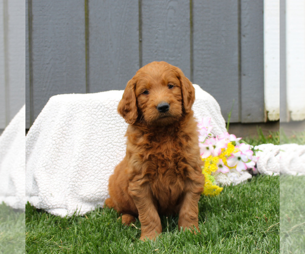 Medium Photo #5 Goldendoodle-Poodle (Standard) Mix Puppy For Sale in EAST EARL, PA, USA