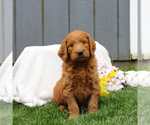 Small Photo #5 Goldendoodle-Poodle (Standard) Mix Puppy For Sale in EAST EARL, PA, USA
