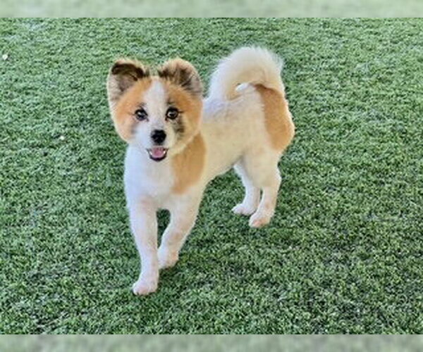 Medium Photo #6 Pomeranian-Unknown Mix Puppy For Sale in Agoura Hills, CA, USA