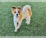 Small #5 Pomeranian Mix