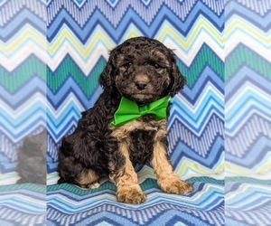 Miniature Bernedoodle-Poodle (Miniature) Mix Puppy for sale in KIRKWOOD, PA, USA