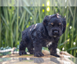 Small #4 Cocker Spaniel
