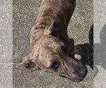 Small #1 Labrador Retriever Mix