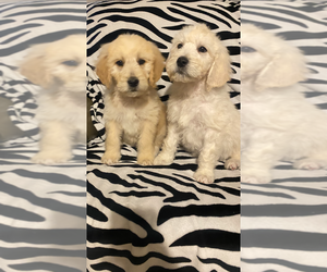 Goldendoodle Puppy for sale in PARIS, TX, USA