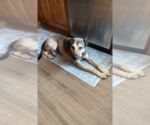 Small #4 German Shepherd Dog Mix