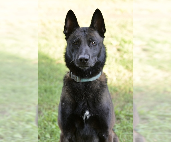 Medium Photo #1 Belgian Malinois Puppy For Sale in TRENTON, GA, USA