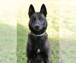 Small Photo #1 Belgian Malinois Puppy For Sale in TRENTON, GA, USA