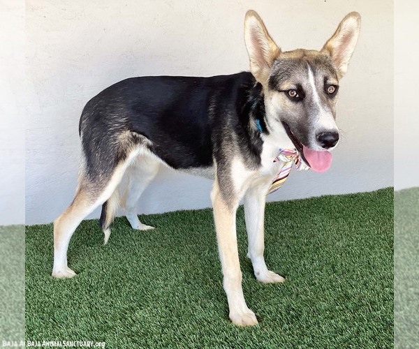 Medium Photo #3 Siberian Husky-Unknown Mix Puppy For Sale in San Diego, CA, USA