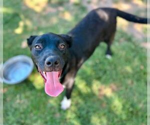 CELESTE - Female Australian Shepherd-Unknown Mix Dog for Adoption - Photo #3