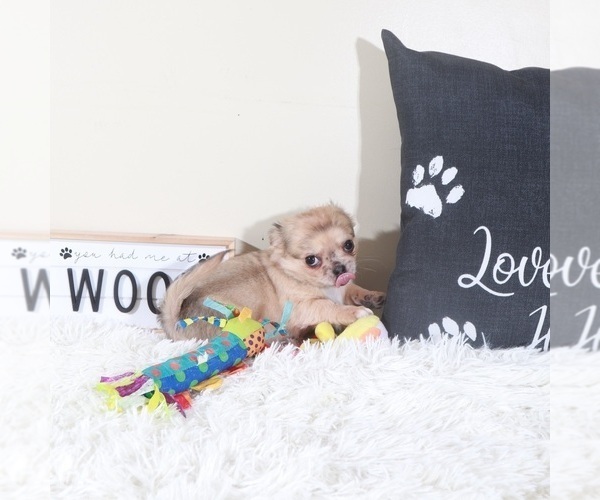Medium Photo #3 Chihuahua Puppy For Sale in MOUNT VERNON, OH, USA