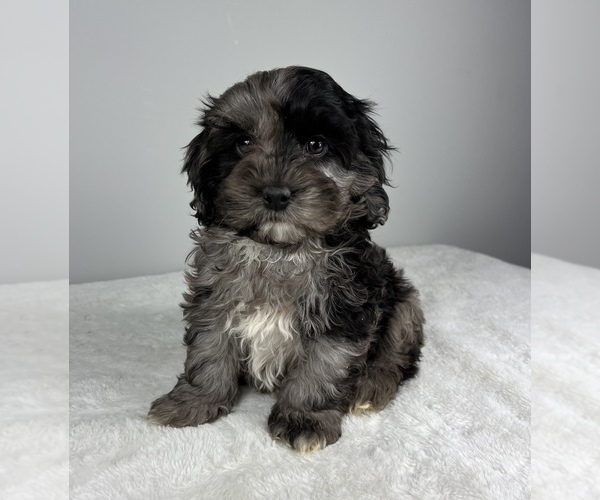 Medium Photo #2 Cockapoo Puppy For Sale in FRANKLIN, IN, USA