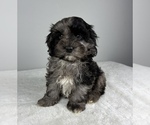 Small Photo #2 Cockapoo Puppy For Sale in FRANKLIN, IN, USA