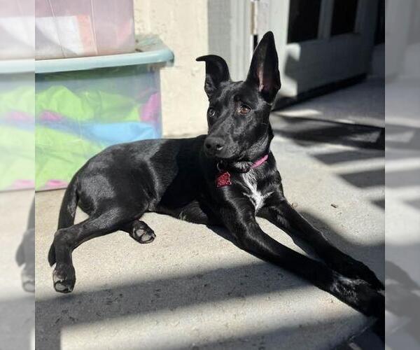 Medium Photo #6 Labrador Retriever-Unknown Mix Puppy For Sale in San Diego, CA, USA