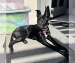 Small #5 Labrador Retriever Mix