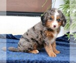 Small #1 Bernedoodle (Miniature)