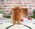 Small #4 Cavapoo