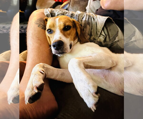 Medium Photo #5 Beagle Puppy For Sale in Valrico, FL, USA