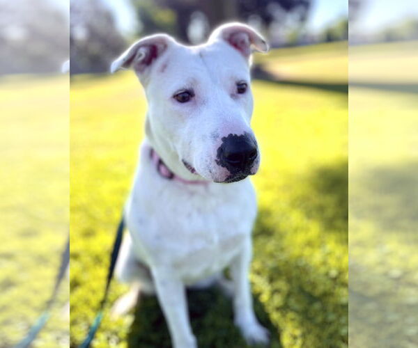 Medium Photo #15 American Pit Bull Terrier-Unknown Mix Puppy For Sale in Corona, CA, USA
