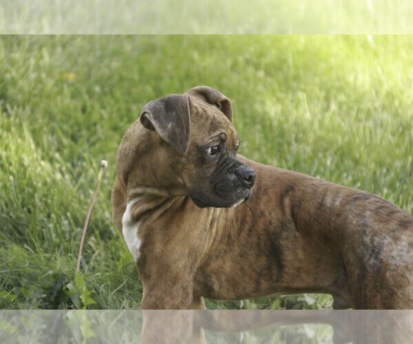 Medium Photo #5 Boxer Puppy For Sale in SHIPSHEWANA, IN, USA