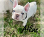 Puppy Atlas French Bulldog