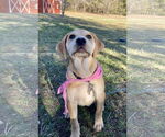 Small Photo #20 Retriever -Unknown Mix Puppy For Sale in Holly Springs, NC, USA