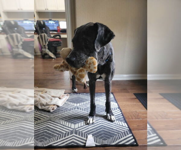 Medium Photo #12 Great Dane-Unknown Mix Puppy For Sale in Bullard, TX, USA