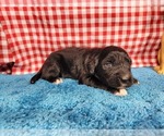 Small #1 Golden Mountain Dog