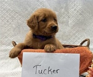 Golden Retriever Puppy for sale in OWEN, WI, USA