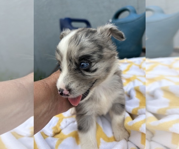 Medium Photo #2 Miniature Australian Shepherd Puppy For Sale in BUSH, LA, USA