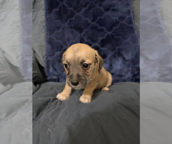 Medium Photo #5 Jack Russell Terrier-Unknown Mix Puppy For Sale in Ball Ground, GA, USA