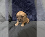 Small #4 Jack Russell Terrier Mix