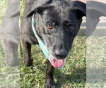 Small #1 Labrador Retriever