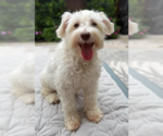 Small Maltese Mix