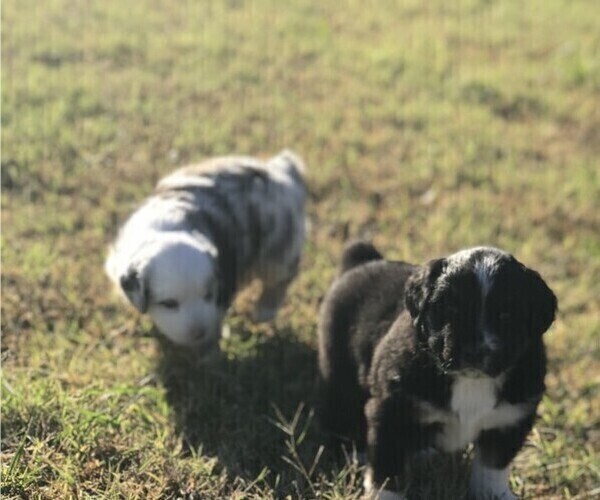 Medium Photo #1 Miniature Australian Shepherd Puppy For Sale in WAYNE, OK, USA