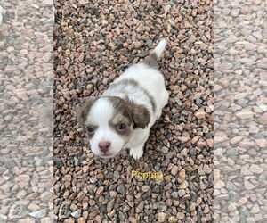 Chihuahua-Unknown Mix Dogs for adoption in Colorado Springs, CO, USA