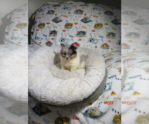 Pomeranian Puppy for sale in COOKEVILLE, TN, USA