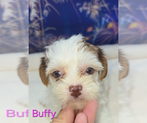 Medium Photo #6 Yorkipoo Puppy For Sale in AZLE, TX, USA