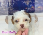 Small #5 Yorkipoo